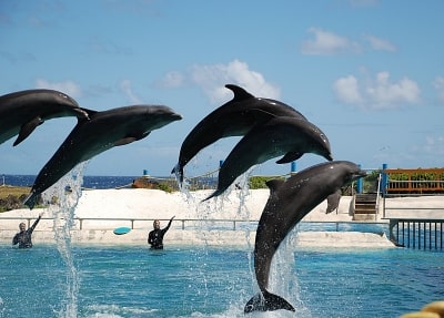 Antalya Dolphins Show