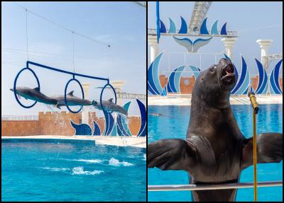 Alanya Dolphins Show